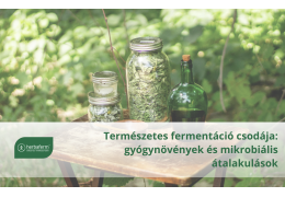 Természetes fermentáció csodája: gyógynövények és mikrobiális átalakulások Természetes fermentáció csodája: gyógynövények és mikrobiális átalakulások